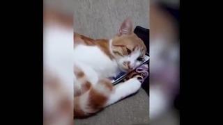 Viral: Mira la tierna reacción de un gatito al ver a exdueña fallecida en un video
