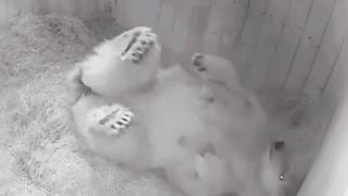 Alegría y esperanza: Así fue el nacimiento de un oso polar después de 32 años en un zoológico de Rusia 
