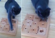 Gato resuelve sudoku para obtener comida y deslumbra a las redes sociales