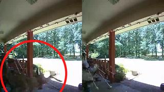 Video de ciervo estrellándose contra una casa ha erizado la piel de miles de usuarios