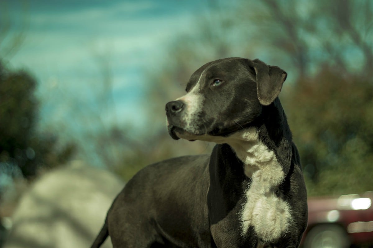 Los perros de raza pitbull suelen ser considerados agresivos, lo que genera que algunas personas los eviten a toda costa. (Foto: Referencial/Pixabay)