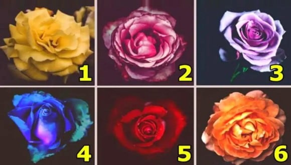 TEST VISUAL | En esta imagen se aprecian muchas rosas. Indica cuál es tu favorita. (Foto: namastest.net)