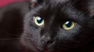 Se dispara la alarma: murió ‘Negrito’, primer caso de un gato con coronavirus en España