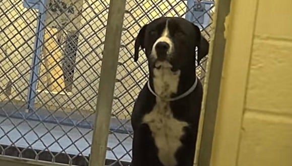 Benny es un perro de Estados Unidos que se volvió viral por su emotiva reacción tras abandonar el refugio en el que vivió durante varios meses. (Foto: DailyPicksandFlicks / YouTube)