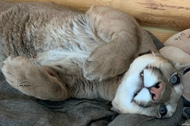 Pese a su tamaño considerable y sus 40 kilos de peso, el animal tiene un temperamento calmado pero no se lleva bien con la otra mascota de la peculiar pareja. (Foto: @l_am_puma en Instagram)