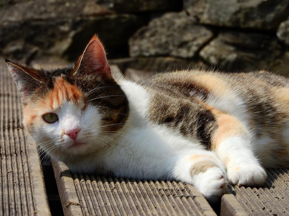 El gatito estaba subido de peso, pero su dueño se las ingenió para que viaje con él. (Foto referencial: Pixabay)