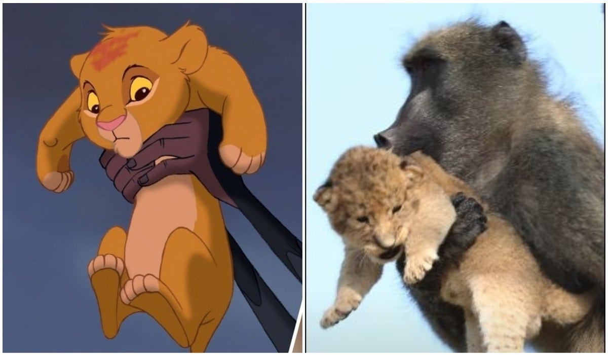 Video viral: Mono carga cachorro de león , pero el final es trágico.