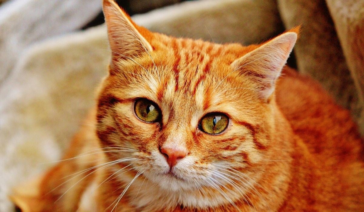 El video del gato fue visto como enternecedor por muchos usuarios. (Foto: Referencial - Pixabay)