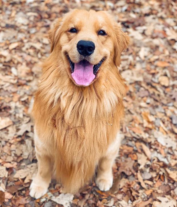 Este perro ocupa la novena ubicación de las mascotas más adineradas (Foto: Tucker / Instagram)