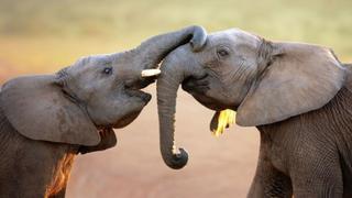 Reto viral nivel ‘GOAT’: ¿logras encontrar la piña entre los elefantes donde el 99% falló?