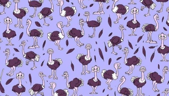 Mira atentamente para que puedas encontrar el plumero entre las avestruces. (Foto: Genial Gurú)