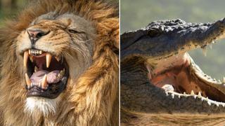 La escalofriante pelea entre varios leones y un cocodrilo tiene un inesperado final