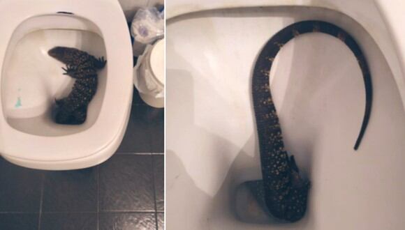 Una espeluznante criatura fue hallada en el inodoro por una persona que fue al baño en la madrugada. (Foto: @PedroAribe / Twitter)