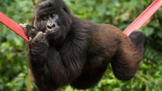 Gorila que fue salvada de la orfandad, falleció a los 14 años en los brazos de su mejor amigo