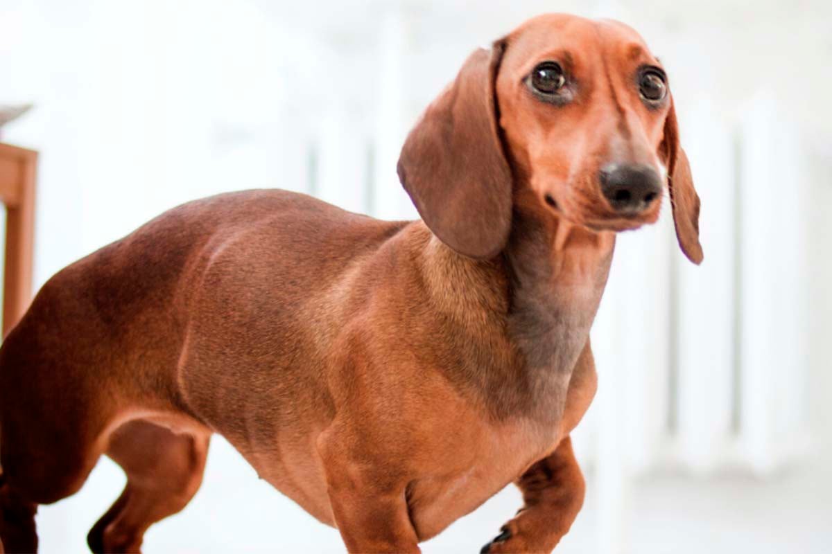 Lo que hace este perro raza Dachshund te sorprenderá.| Foto: Pexels/Dominica Roseclay