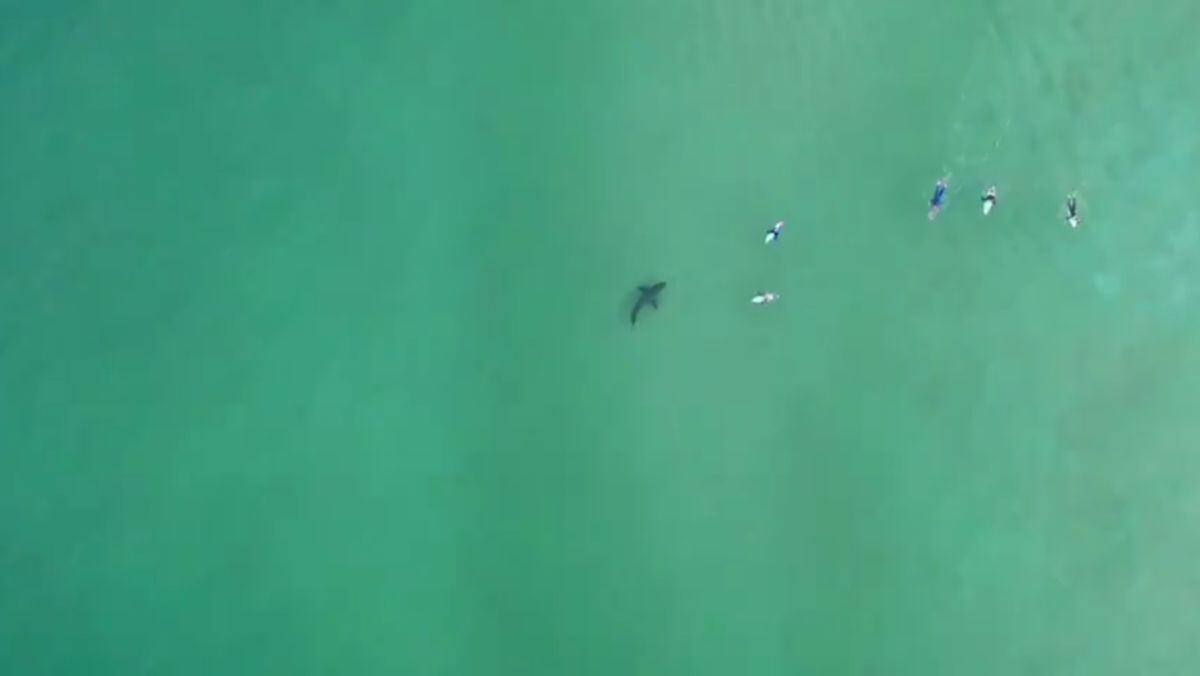 El impresionante tiburón que hizo pasar un mal momento a estos surfistas. (Captura/Twitter)