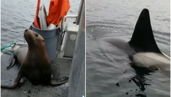 Video viral: un lobo marino 'invade' un bote para salvarse del ataque de unas orcas. (Foto: @castrowas95 / Twitter)