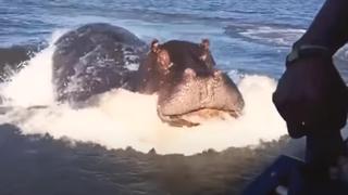 Turista vive el momento más aterrador de su vida cuando un hipopótamo lo persigue a toda velocidad