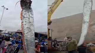 ¡La verdad detrás del mito! Encuentran pez remo en Chile que, aseguran, presagia fuertes sismos
