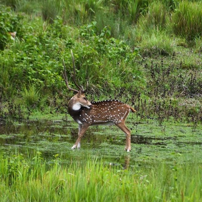 Encuentra al depredador en la fotografía del ciervo que trae locos a todos. (Servicios Forestales de la India)