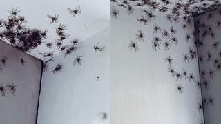 Madre capta el preciso momento en que más de 100 arañas invadieron la habitación de su bebé
