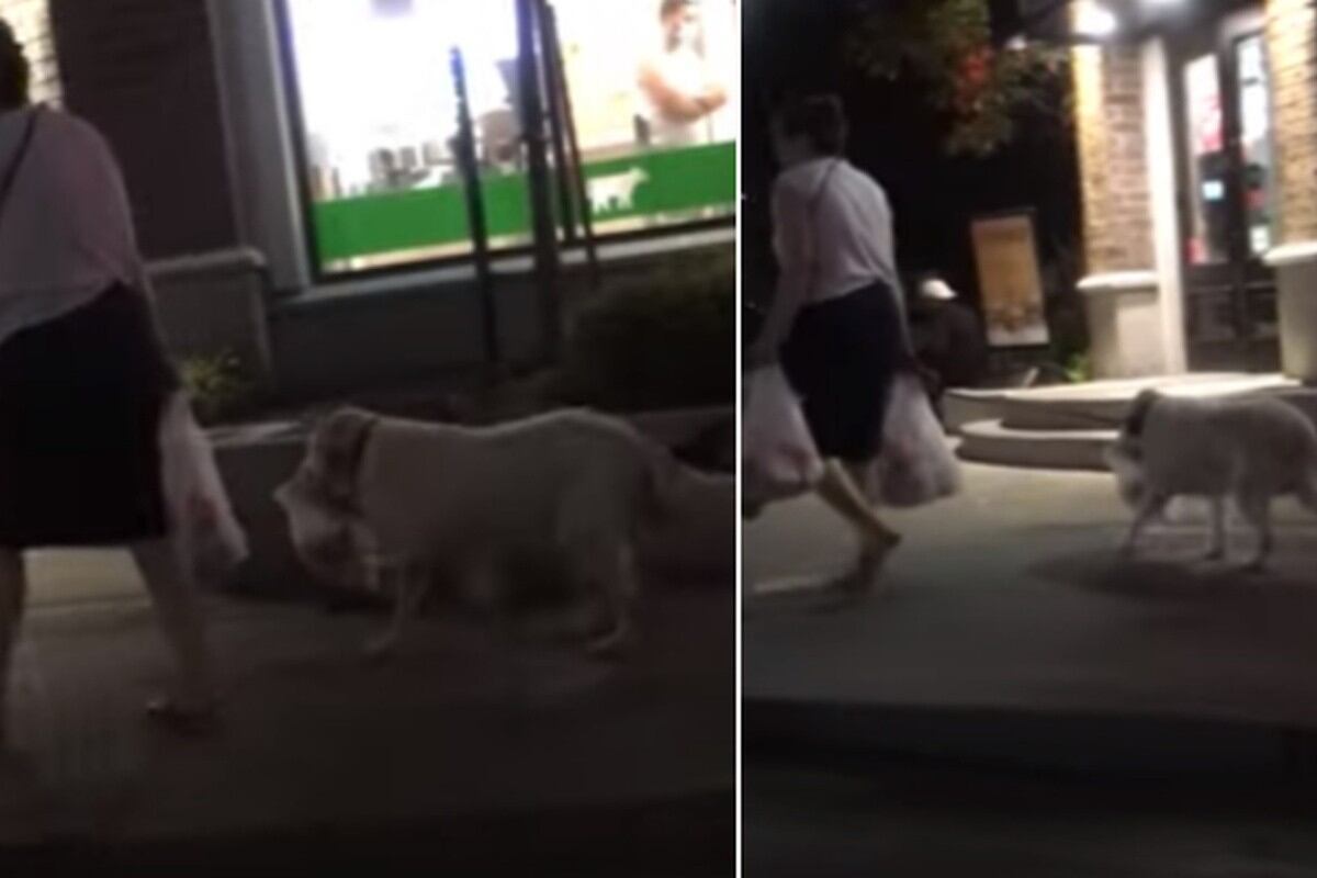 Foto 1 de 3 | El perro de esta historia carga sin problemas una bolsa de compras para ayudar a su dueña. | Crédito: Rumble Viral en YouTube. (Desliza hacia la izquierda para ver más fotos)
