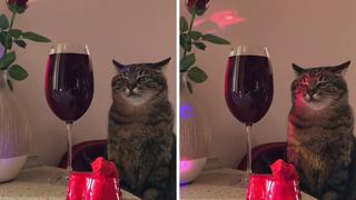 Este gato en TikTok es el perfecto ejemplo de ir de fiesta para algunos