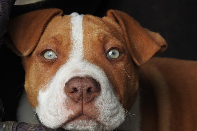 Un pitbull que pasó la mayor parte de su vida en perreras recibió una gran noticia. (Foto: Pixabay/Referencial)