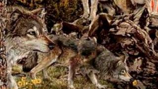 Test de personalidad: ¿puedes adivinar cuántos lobos hay en la imagen? [FOTO]