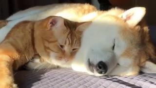 ¿Los perros y gatos pueden ser amigos incondicionales? Este video demuestra que sí