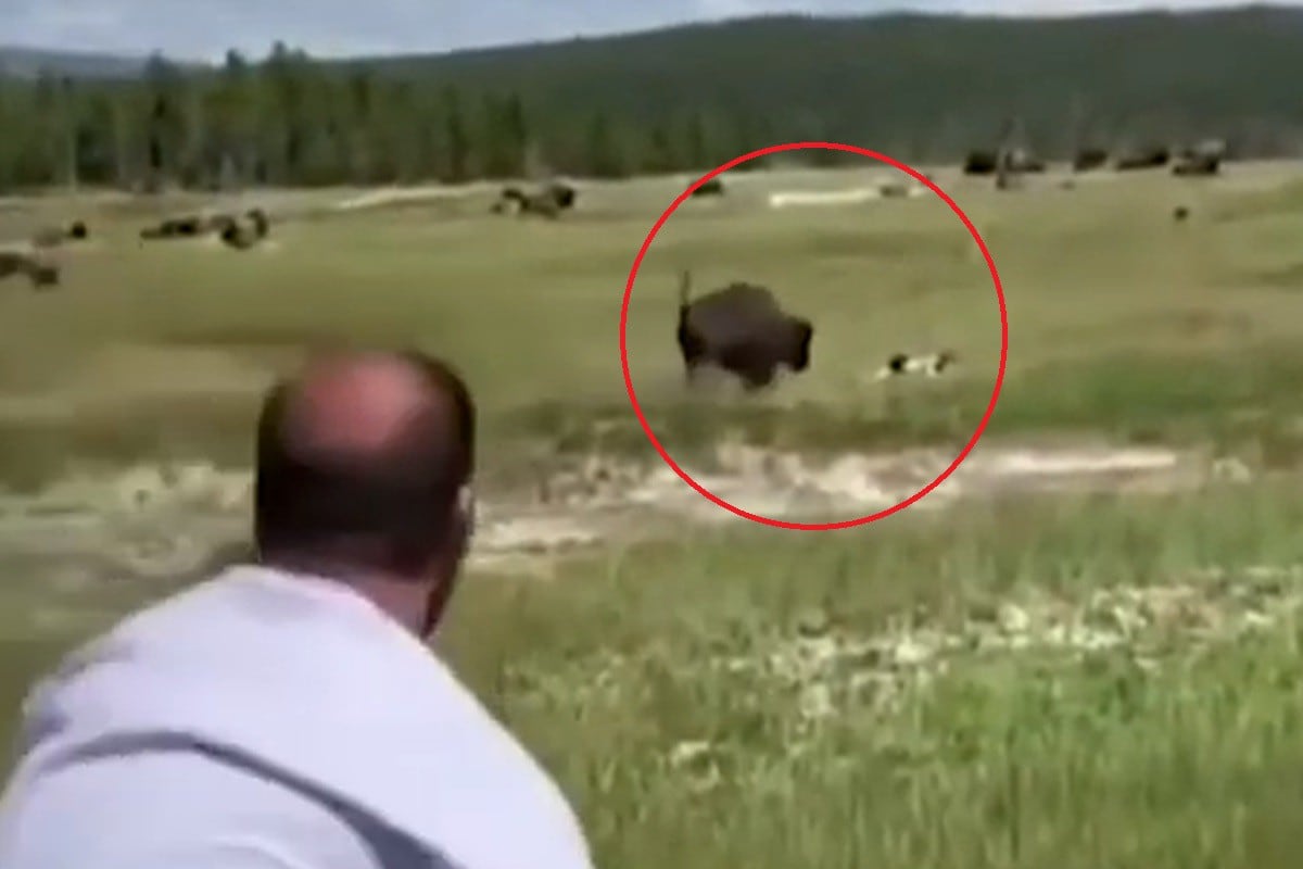 Foto 1 de 3 | La mujer se quedó echada en el pasto sin moverse para poder sobrevivir al ataque del furioso bisonte. | Crédito: MUNDO NEWS en YouTube. (Desliza hacia la izquierda para ver más fotos)