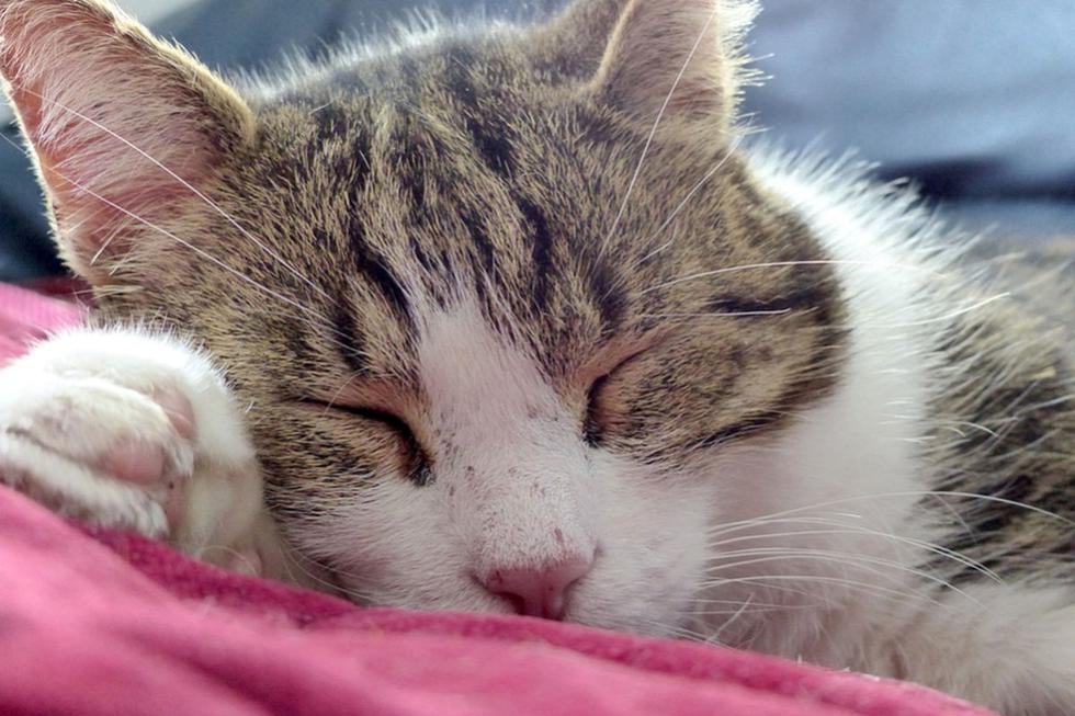 El gato dejó boquiabiertos a los usuarios de Facebook al ser grabado mientras descansa. (Pixabay)