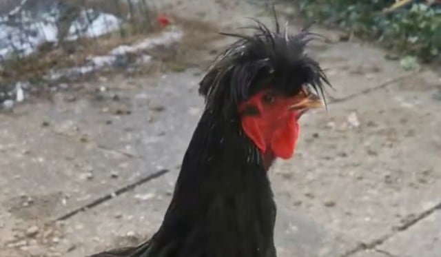 El video recientemente fue compartido en YouTube. (Captura)