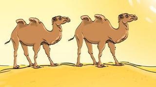 Encuentra el error gravísimo de esta imagen viral: la prueba de los camellos en el desierto que prueba tu vista