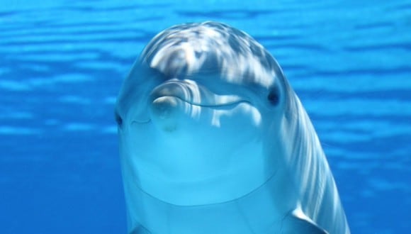 Muchos consideran que los delfines son animales con una inteligencia excepcional. (Foto referencial - Pexels)