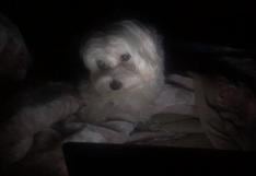 Perro ve película en una tablet y deja boquiabiertos a usuarios