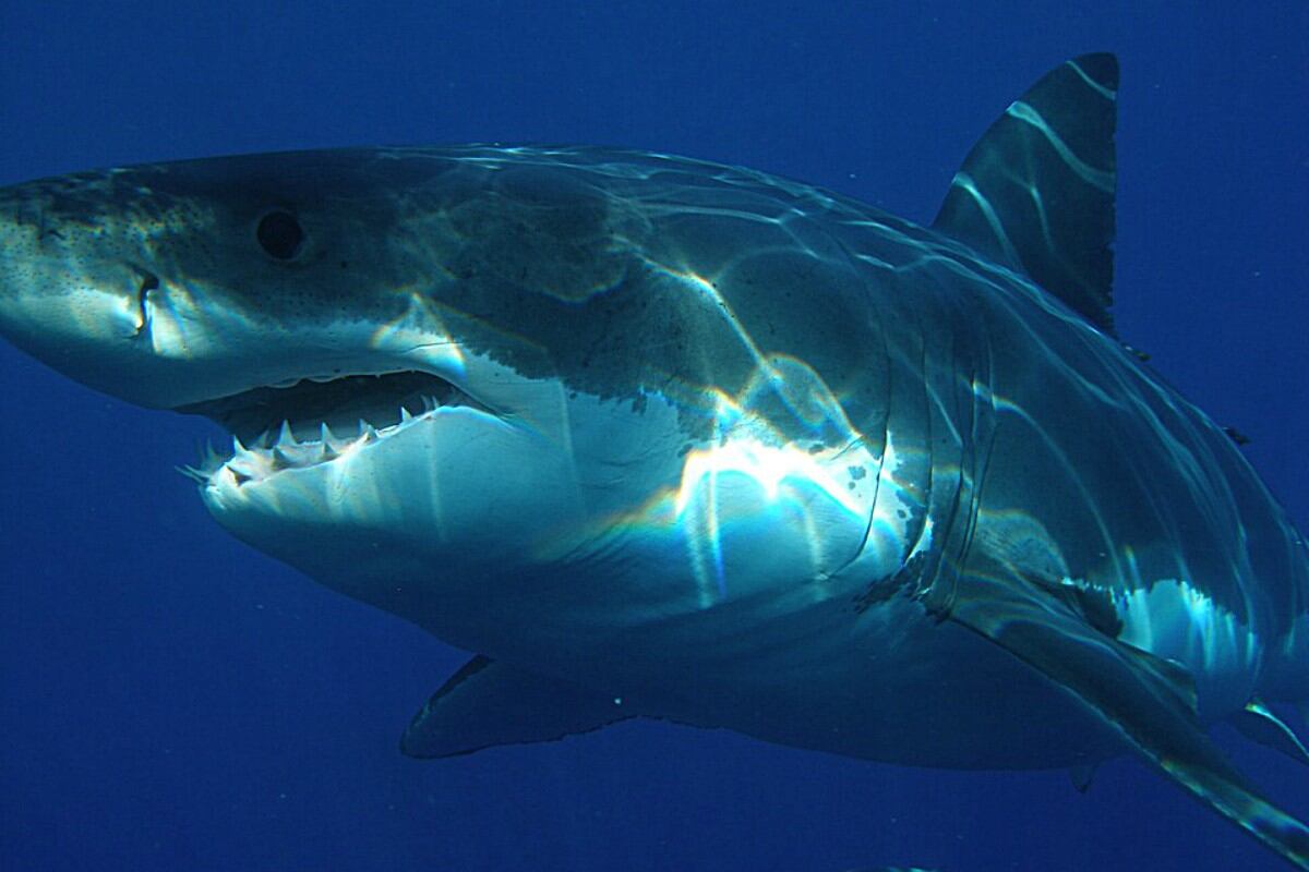 Vimy, es el nombre le pusieron a un gran tiburón blanco que fue hallado con una gran mordedura. (Foto: Referencial/Pixabay)