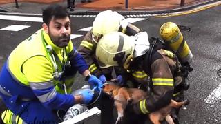 Perro es salvado de morir de un incendio y el desgarrador momento es viral en redes sociales