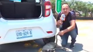 Reportero interrumpe transmisión en vivo para salvar a perro herido en la calle