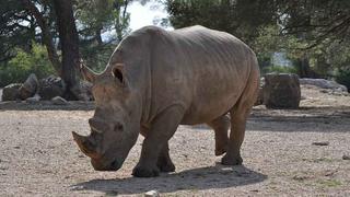 Hombre no respeta cuarentena por coronavirus y es perseguido por un rinoceronte en Nepal 