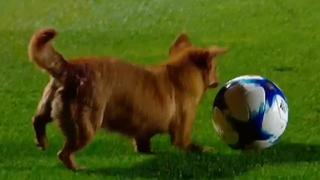 Suerte canina: perro entró al campo y 'ayudó' a que San Lorenzo le meta un gol al Arsenal [VIDEO]