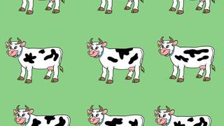 ¿Ves a la vaca que se diferencia de las demás? El acertijo visual que no te será fácil