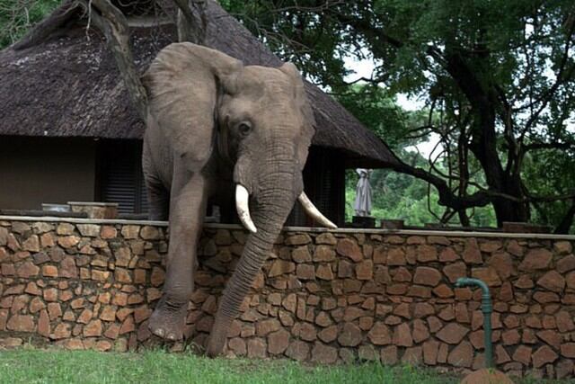 En las imágenes que causaron revuelo en las redes sociales se observa al paquidermo trepando un muro como lo haría una persona. (Foto: Ian Salisbury/Daily Mail)