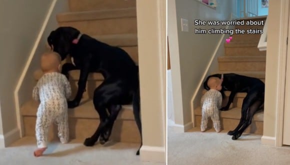El conmovedor momento en que una perrita impide que un bebé suba las escaleras. (Foto: @hsearfoss / TikTok)