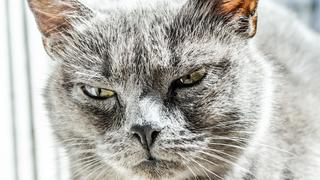 Furioso gato noqueó de un derechazo a una amistosa foca que lo quiso ‘saludar’ 