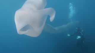 Buzos hallan extraña y gigantesca criatura submarina en el océano Pacífico ¿Qué es?