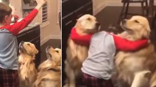 El tierno momento en que un niño alimenta a sus 2 perros