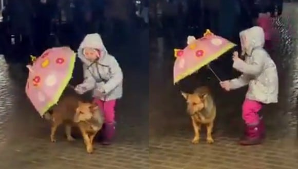 Un video viral muestra el acto de bondad de una niña al proteger de la lluvia a un perro con su paraguas. | Crédito: @susantananda3 / Twitter