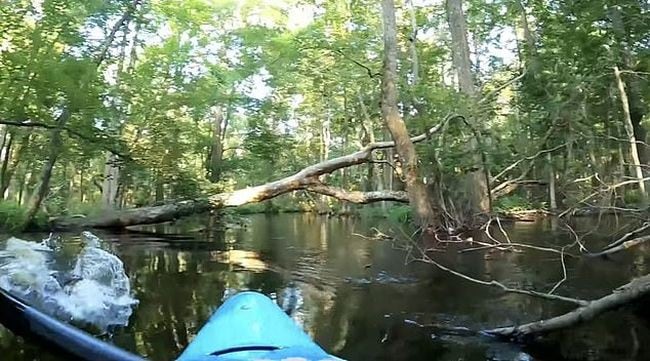 Caimán embistió el kayak de un hombre y casi lo tira al río. (Fotos: YouTube)