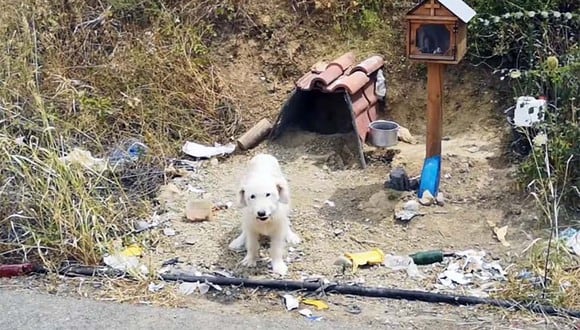 Esta es la historia del 'Hachiko de Nafpaktia', el perro que espera a su dueño que murió hace más de dos años. | Foto: Captura Nafpaktianews Web TV